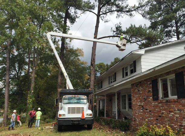 Mulching Services in Alachua, FL