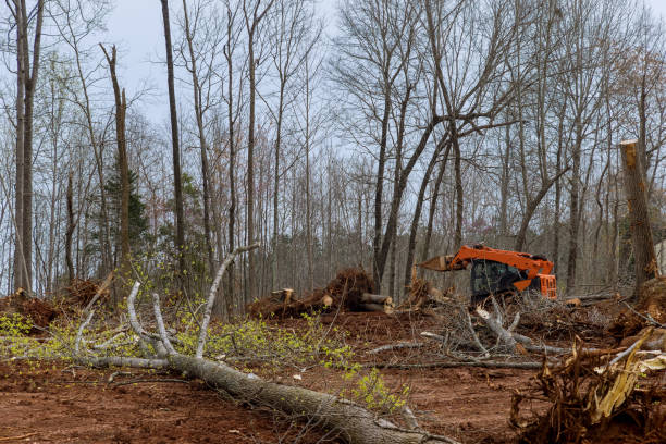 How Our Tree Care Process Works  in  Alachua, FL